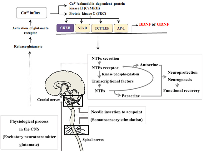 Fig2.jpg