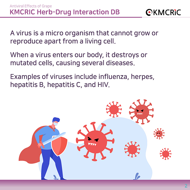 0015 cardnews-약물상호작용 포도의 항바이러스 효과-영어_페이지_2.jpg