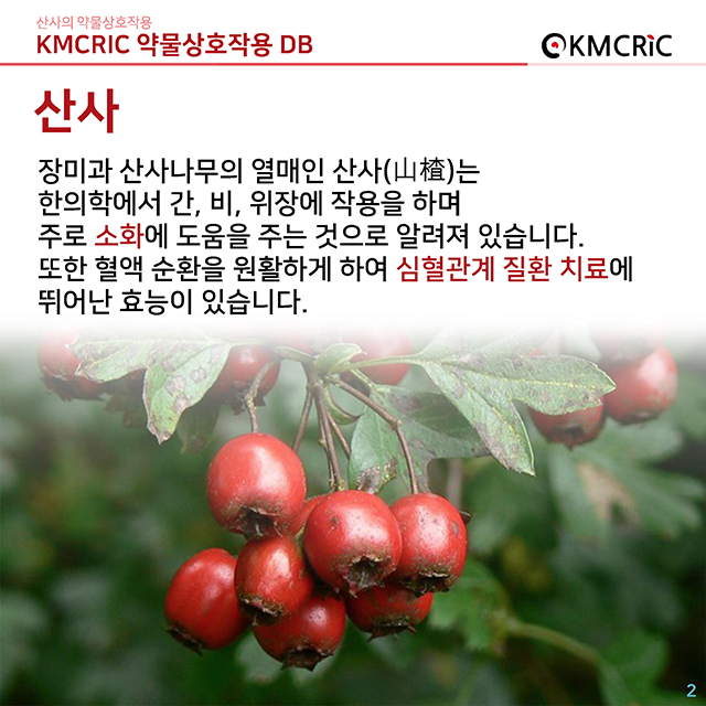 0019 cardnews-약물상호작용 산사의 약물상호작용-한글_페이지_02.jpg