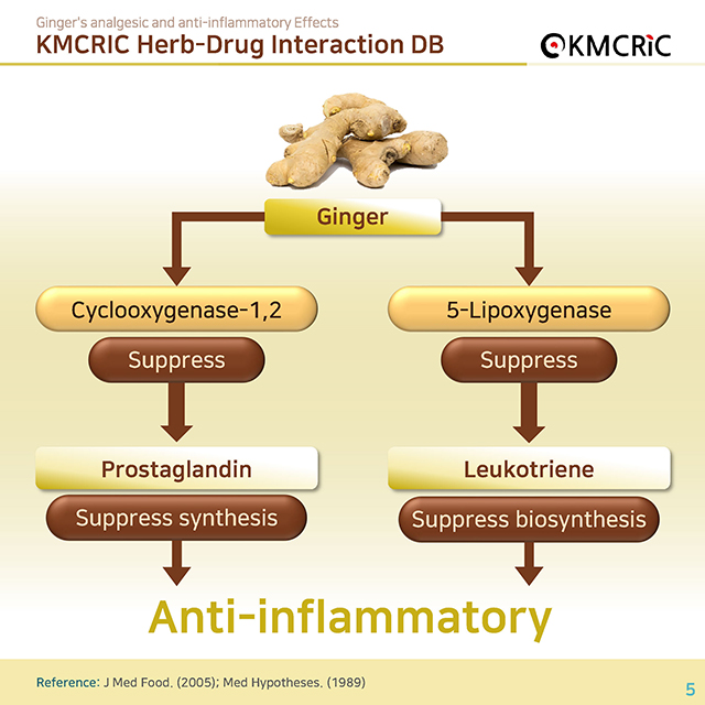0023 cardnews-약물상호작용 생강의 진통 및 항염증 작용-영어_페이지_05.jpg