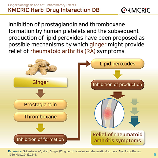 0023 cardnews-약물상호작용 생강의 진통 및 항염증 작용-영어_페이지_06.jpg
