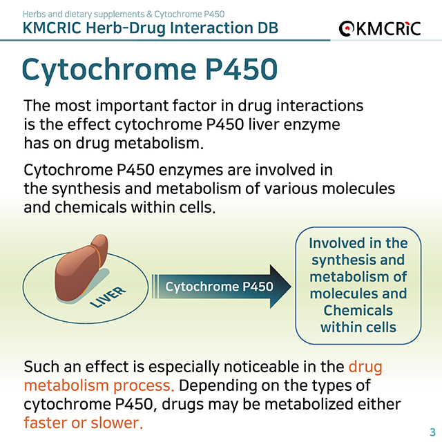 0025 cardnews-약물상호작용 허브 및 식이보충제와 시토크롬 P450-영어_페이지_03.jpg