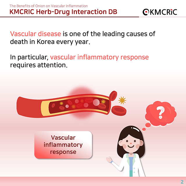 0039 cardnews-약물상호작용 혈관 염증을 줄이는 양파-영어_페이지_02.jpg