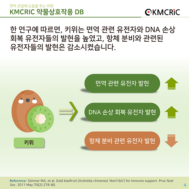 0050 cardnews-약물상호작용면역 건강에 도움을 주는 키위-한글_페이지_4.jpg