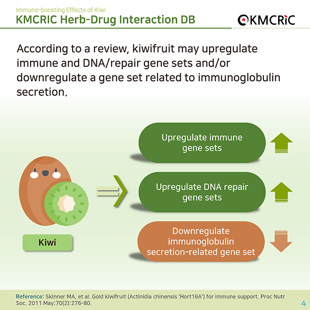 0050 cardnews-약물상호작용면역 건강에 도움을 주는 키위-영어_페이지_4.jpg