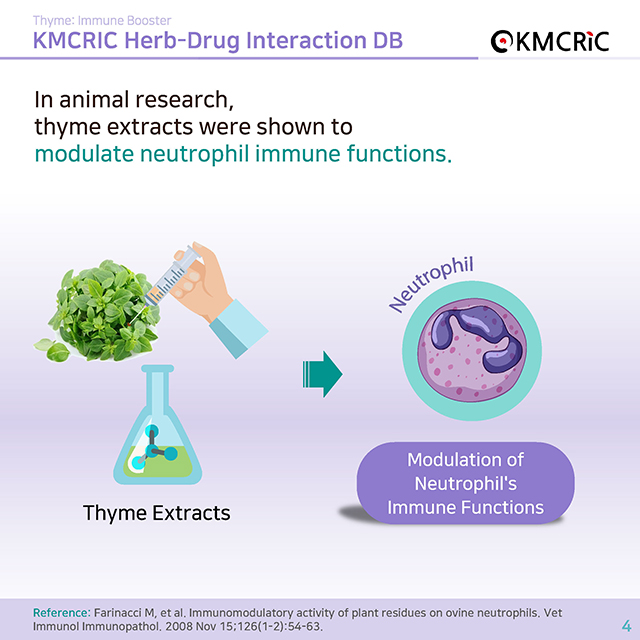 0053 cardnews-약물상호작용 면역력을 높이는 백리향-영어_페이지_4.jpg