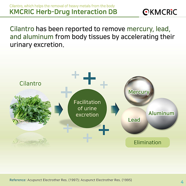 0068 cardnews-약물상호작용 몸속 중금속 제거에 도움이 되는 고수-영어_페이지_04.jpg