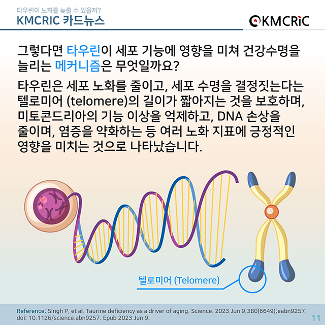 0074 cardnews-타우린이 노화를 늦출 수 있을까-한글_페이지_11.jpg