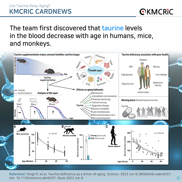 0074 cardnews-타우린이 노화를 늦출 수 있을까-영어_페이지_06.jpg
